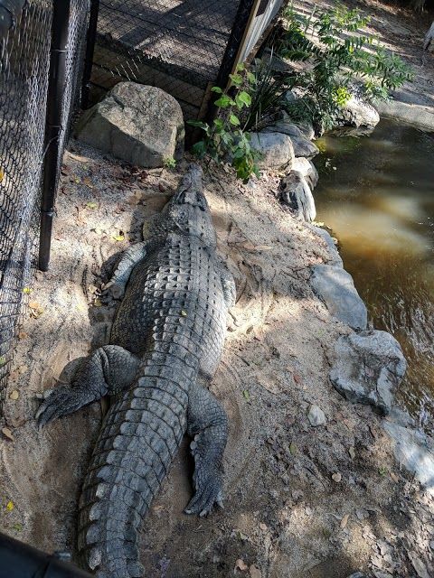 Wildlife Habitat Port Douglas