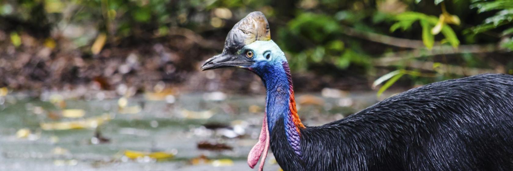 Rainforest Habitat Wildlife Sanctuary